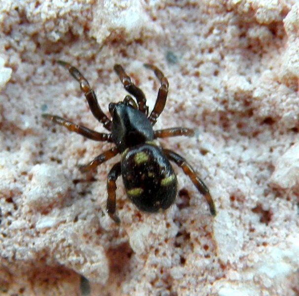 Asagena phalerata